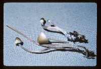 Mycena subcaerulea image