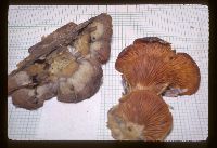 Phyllotopsis nidulans image