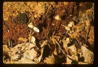 Mycena subcaerulea image