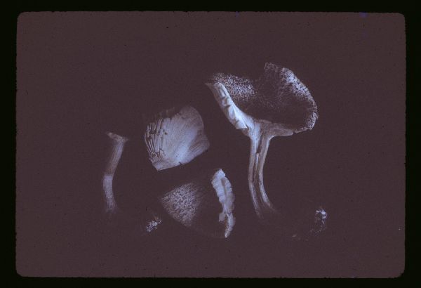 Tricholoma squarrulosum image