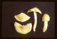 Tricholoma equestre image