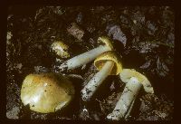 Tricholoma equestre image