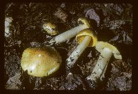 Tricholoma equestre image