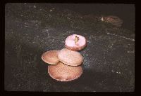 Rhodotus palmatus image