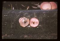 Rhodotus palmatus image