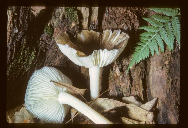 Megacollybia platyphylla image