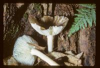 Media resource of Collybia platyphylla