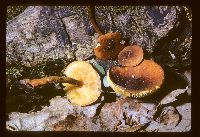 Xeromphalina tenuipes image