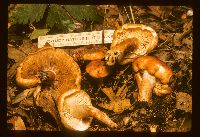 Media resource of Tricholoma ustaloides