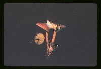 Xeromphalina tenuipes image