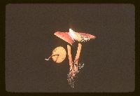 Xeromphalina tenuipes image