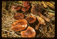 Tricholoma ustaloides image