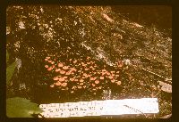 Xeromphalina kauffmanii image