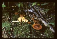 Xeromphalina tenuipes image