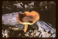 Xeromphalina tenuipes image