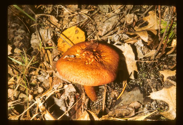 Tricholomopsis image
