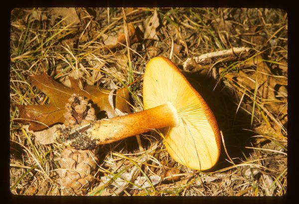 Tricholomopsis rutilans image