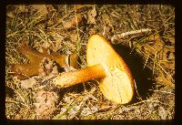 Thumbnail image of current specimen