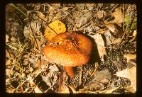 Image of Tricholomopsis rutilans