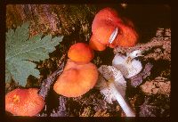Pluteus aurantiorugosus image