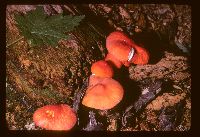Pluteus aurantiorugosus image