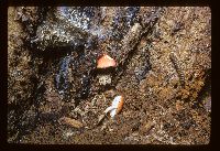 Pluteus aurantiorugosus image