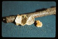 Plicaturopsis crispa image