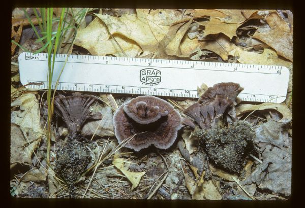 Thelephora caryophyllea image