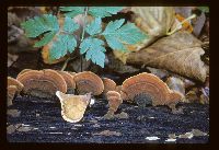 Stereum ostrea image