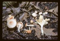 Stereum ostrea image