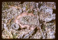 Thelephora caryophyllea image