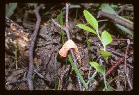 Mutinus caninus image