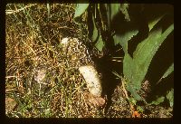 Phallus impudicus image