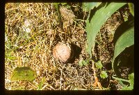 Phallus impudicus image