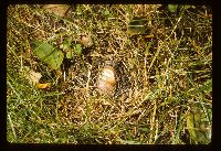 Phallus impudicus image