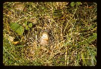 Phallus impudicus image