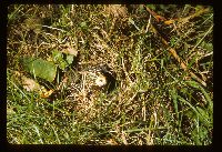 Phallus impudicus image