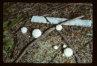 Lycoperdon candidum image