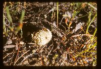 Lycoperdon candidum image