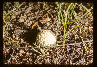 Lycoperdon candidum image