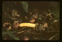 Phallus impudicus image