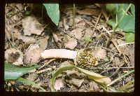 Phallus impudicus image