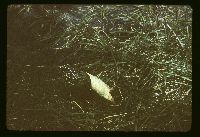 Phallus impudicus image