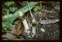 Phallus impudicus image