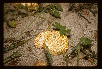 Scleroderma macrorhizon image