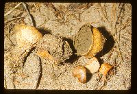 Scleroderma macrorhizon image