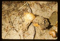 Scleroderma macrorhizon image