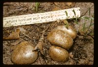 Scleroderma macrorhizon image