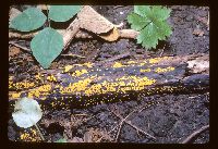 Bisporella citrina image