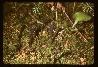 Geoglossum difforme image